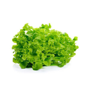 Eichblattsalat grün