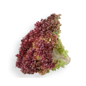 Lollo rosso